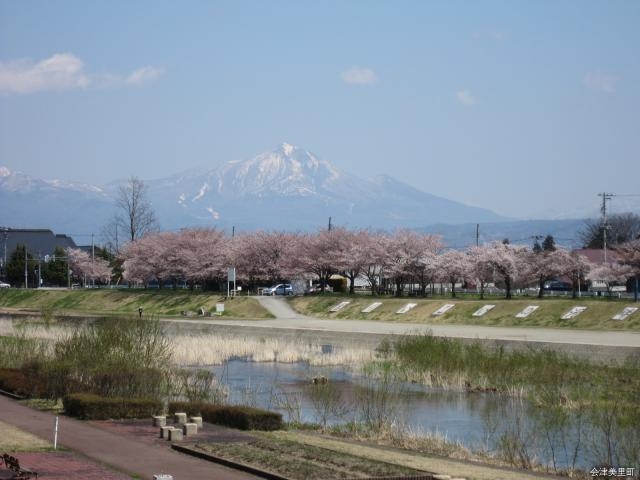 千本桜_宮川の千本桜