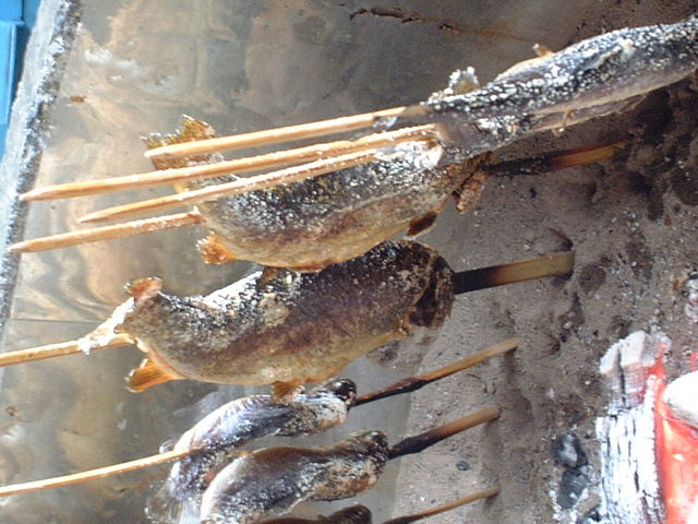 釣ったばかりの魚は身が締まっていて格別です!_発知溪流つりセンター