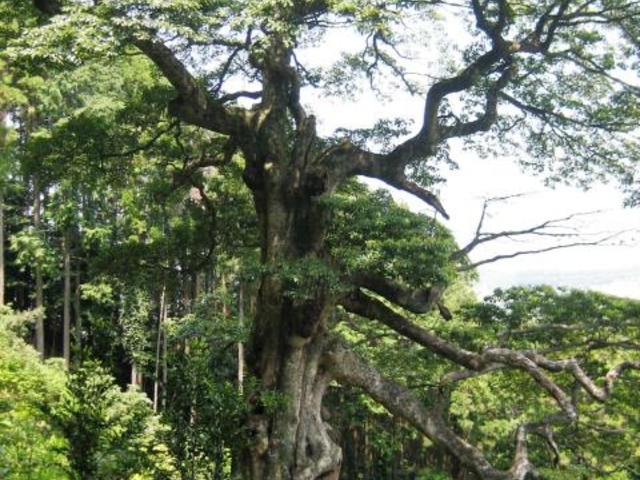 滝の入のタブの木の写真1