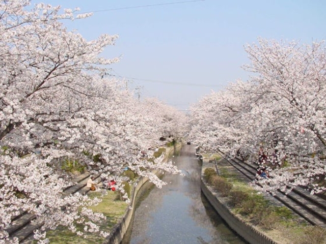 元荒川の桜の写真1