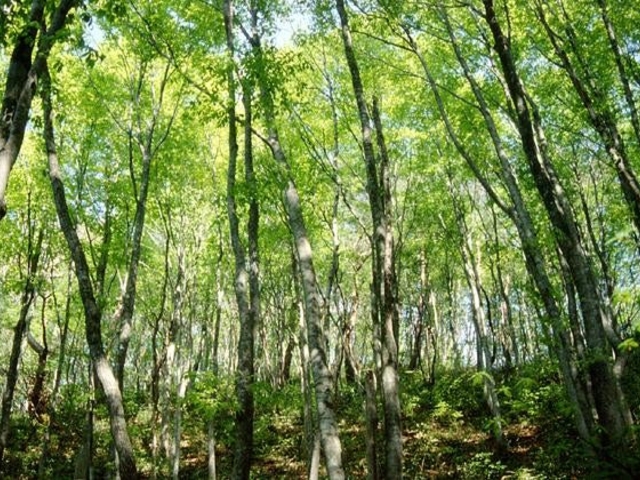 内山ブナ林の写真1