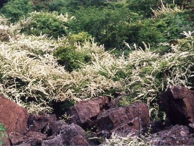 龍門山のキイシモツケ群生地の写真1