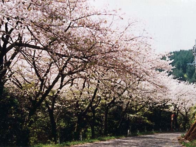 北浦の桜並木