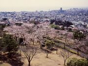 かみね公園の桜の写真1