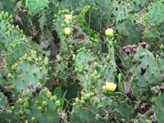 ウチワサボテンの写真1