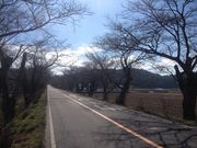 早乙女の桜並木の写真2