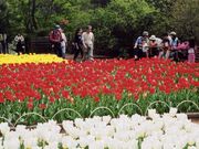 吾妻公園のチューリップの写真1