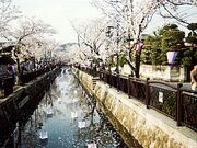 八瀬川の桜の写真1
