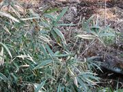 見返り坂の飯能ササの写真1