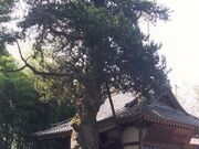 入西のビャクシンの写真1