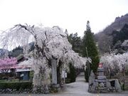 法善寺のしだれ桜の写真1
