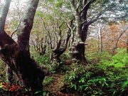 内山ブナ林の写真2