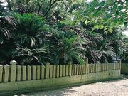 賀茂神社のソテツの写真1