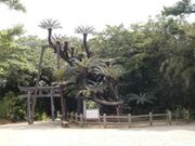 豊受神社大ソテツの写真1