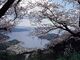 野福峠の桜並木の写真2