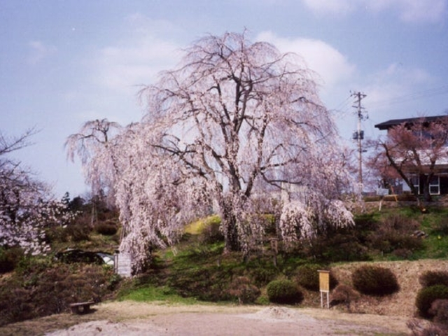 双松公園の桜の写真1