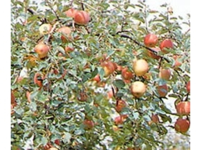 観光りんご園の写真1