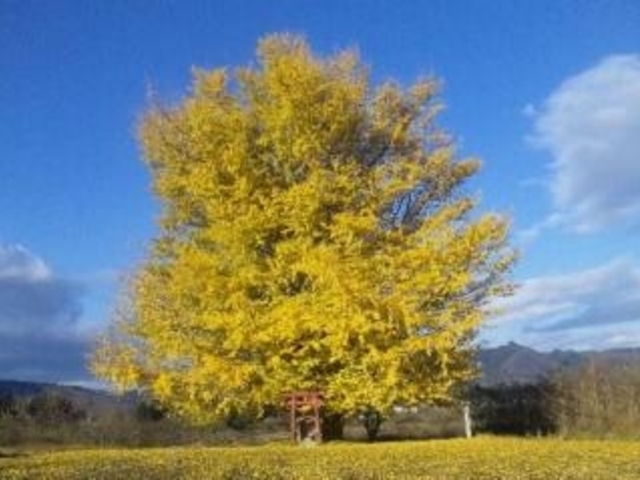 白幡のいちょうの写真1