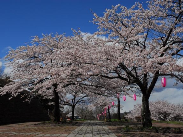 総合公園の桜の写真1
