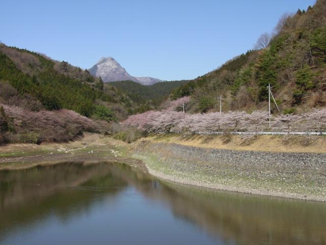 防災ダムの桜の写真1