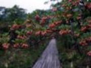 どうだんの森の写真2