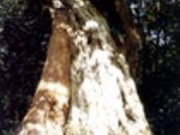 天然記念物(植物)むろの木の写真1
