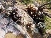 セッコクの写真2