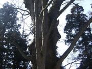 溝延大けやきの写真1