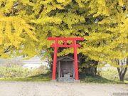 白幡のいちょうの写真2