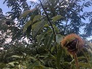 鹿沼ひざつきフルーツプラザの写真2