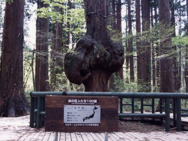 コブ杉