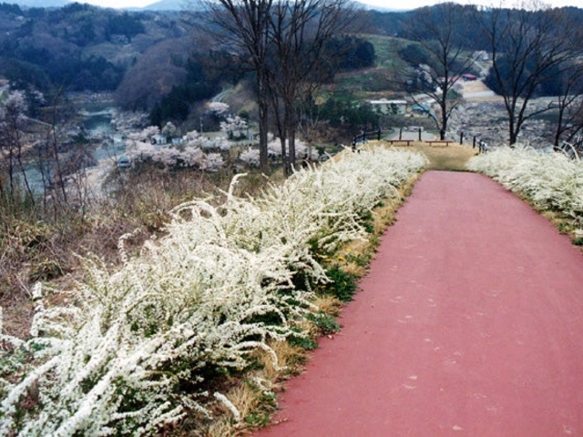 稚児舞台公園のゆきやなぎの写真1