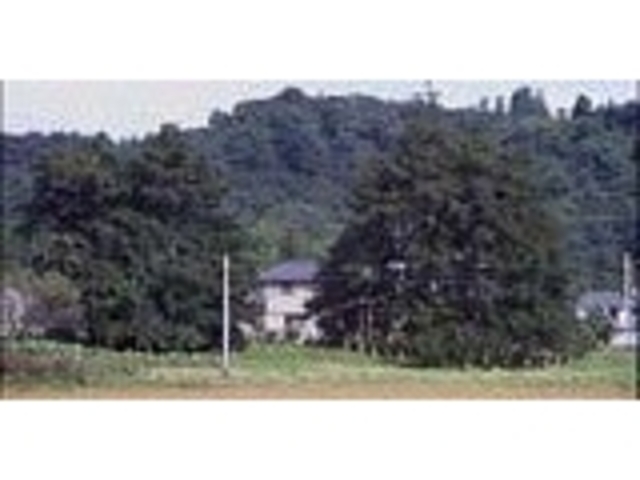 町屋の二本カヤ