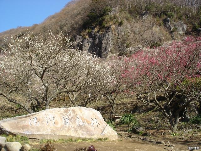 幕山公園内梅林_幕山公園