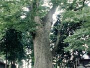 宝蔵寺の大けやきの写真1