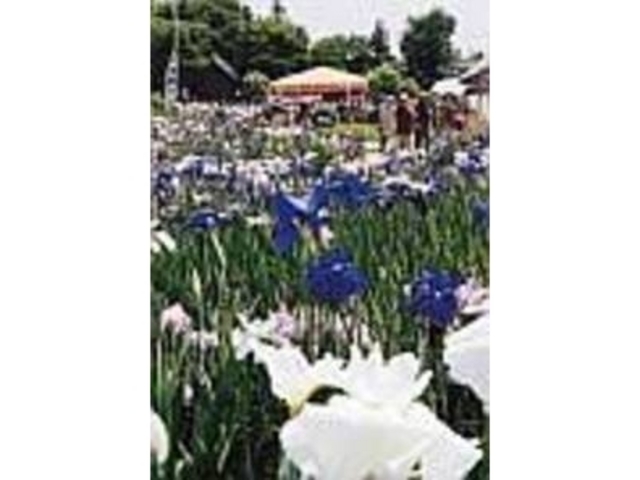白、紫、うす紫、色とりどりのあやめ_山王史跡公園あやめ園