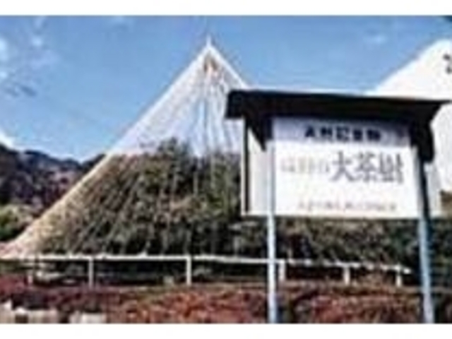 長い年月風雪に耐えて巨木へと成長_嬉野大茶樹