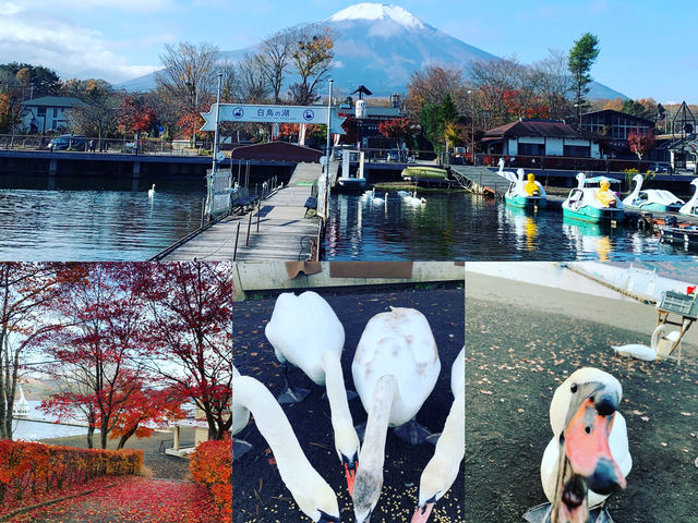 山中湖遊覧船 白鳥の湖
