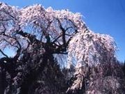 袖之山の枝垂桜の写真1