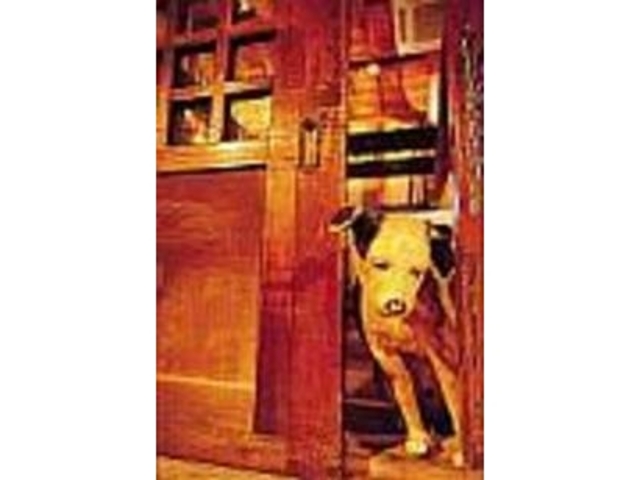 入口で出迎えてくれる犬。なぜかしょんぼり_ライブ&バー 蔵部D