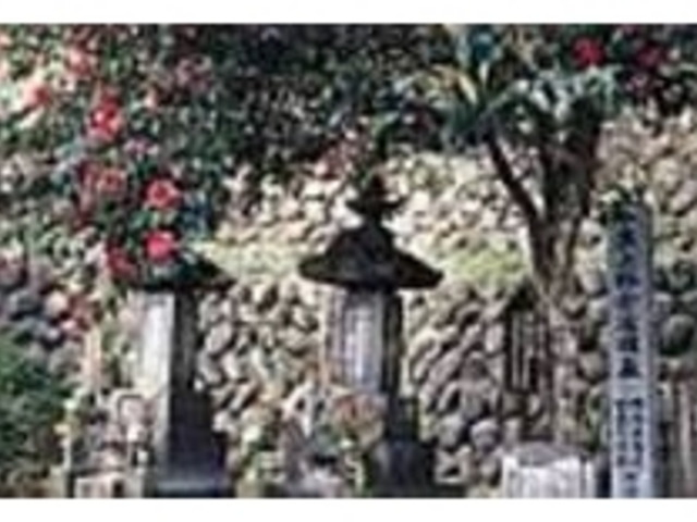 黒椿が植えられている小栗上野介らの墓_東善寺