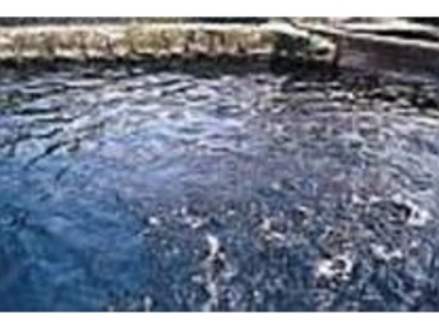 建物のすぐ脇の池には元気なマスの姿_満寿池