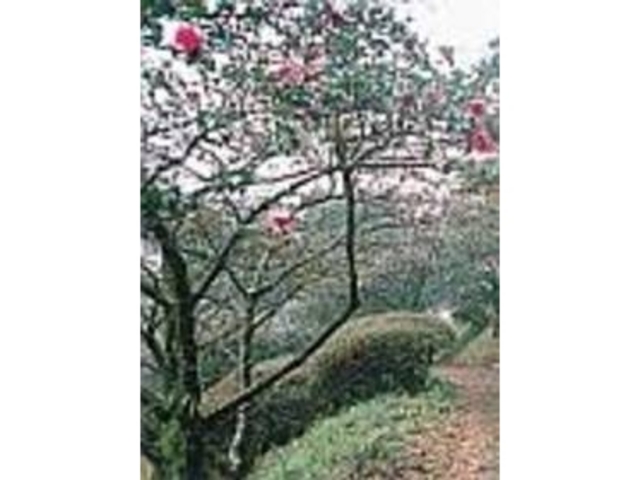 春は遊歩道のまわりも一面のツツジ_萩の茶屋