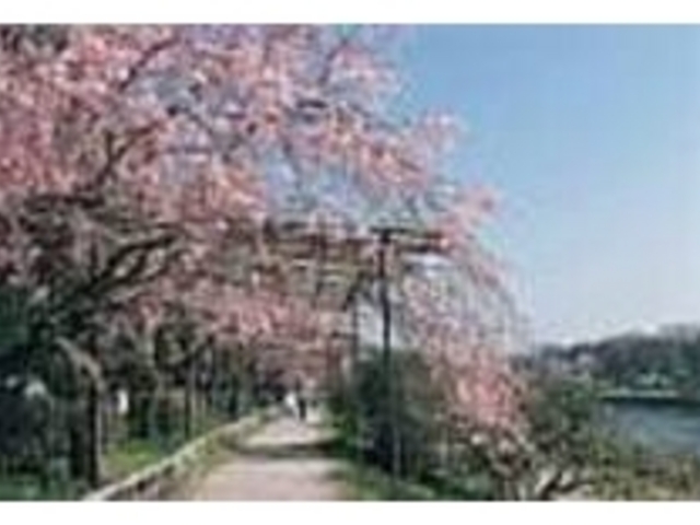 道に覆いかぶさるように咲き誇る枝垂れ桜_半木の道
