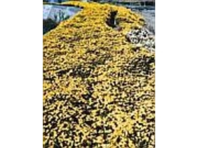 白浜の下條川沿いにイソギクの黄金色の帯が_イソギク祭り