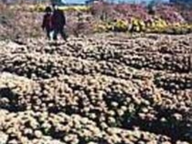 約1ヶ月間、花の少ない晩秋の時期を彩る_イソギク祭り