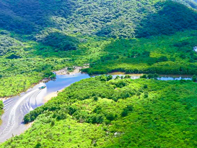 間近でマングローブを見ることが出来る、仲間川ボート遊覧(西表島)_石垣島ドリーム観光