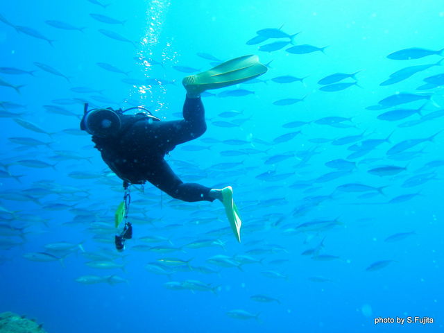 魚の群れ。_屋久島ダイビングリゾートDIVEANCHOR