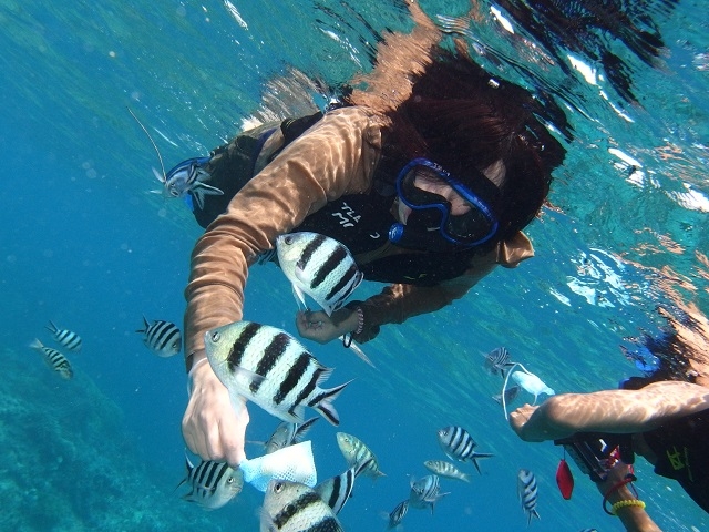 魚たちが近い〜!_美ら島探検隊TLEBO