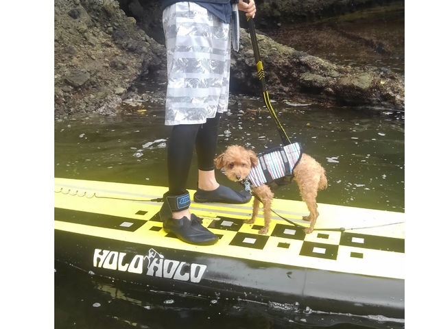 DogSUPも出来ます♪_SUP 南伊豆